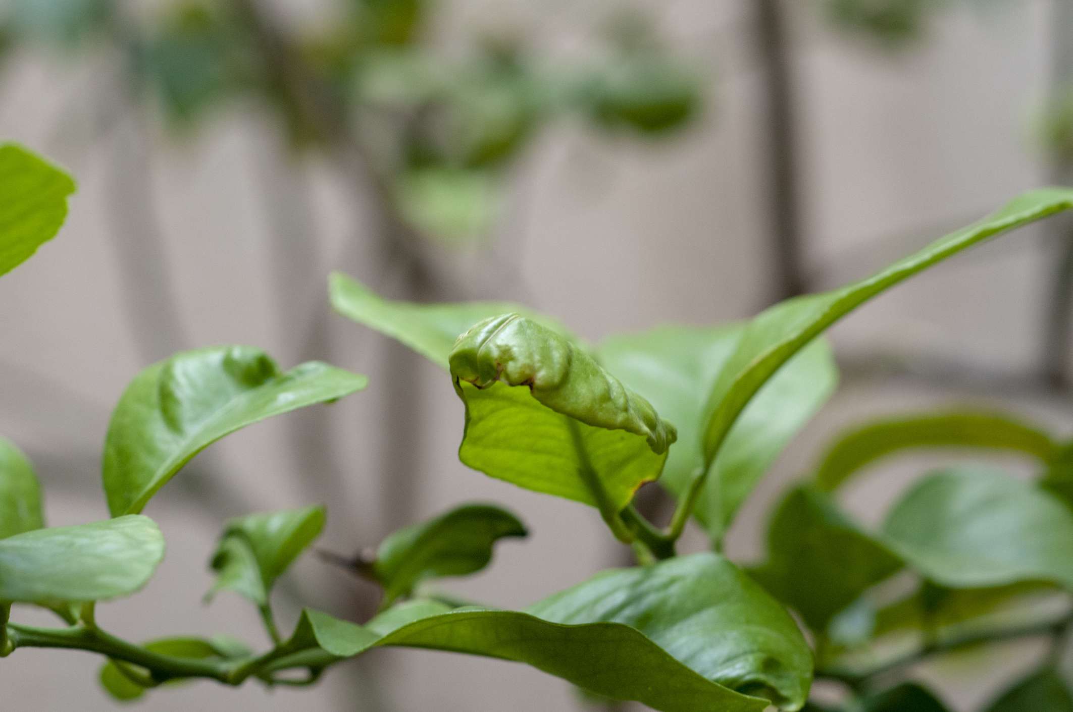 7 Causes Why Your Lemon Tree’s Leaves Are Curling