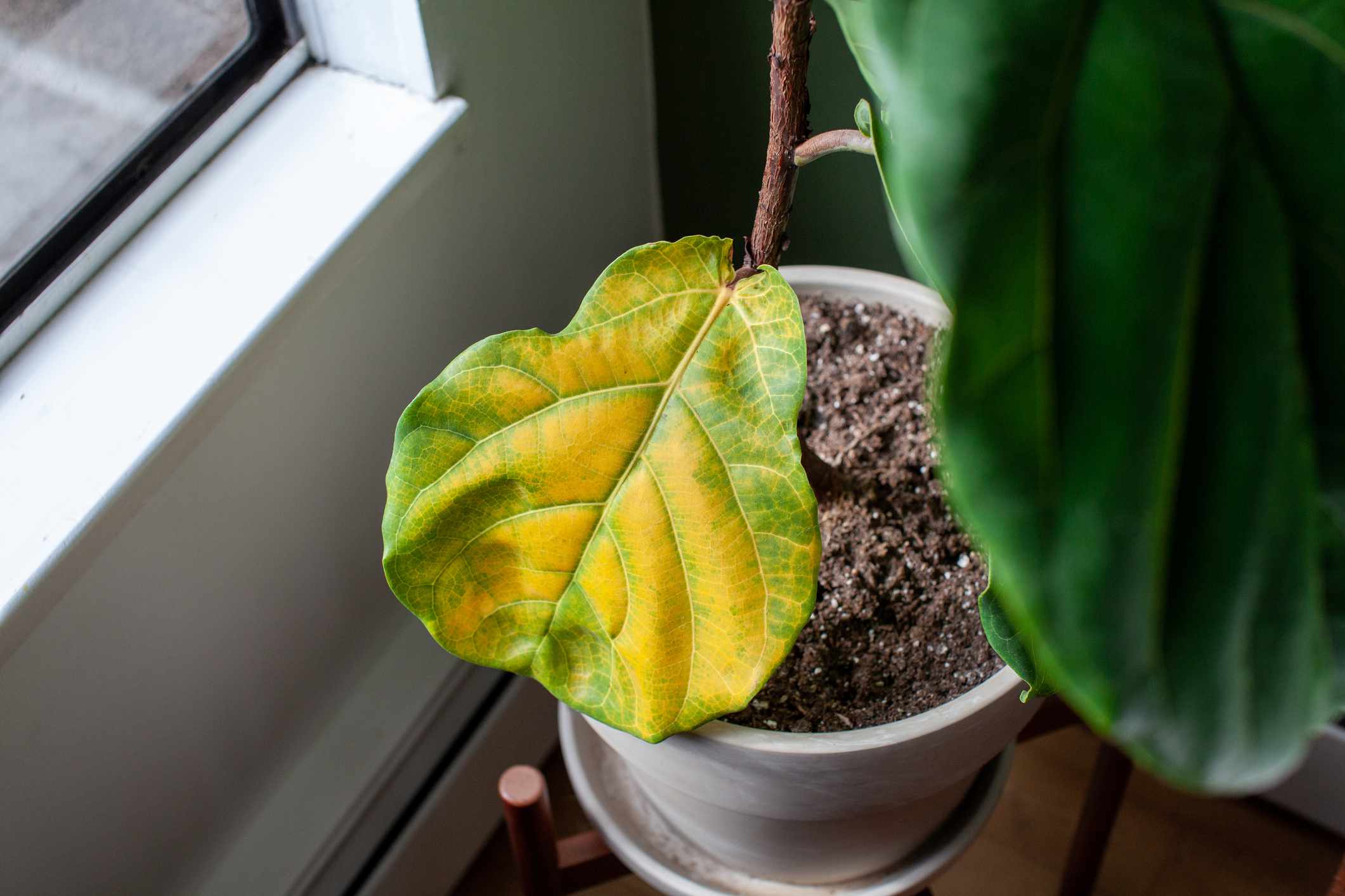 Why You Must Develop Rubbers Vegetation As a substitute of Fiddle Leaf Figs