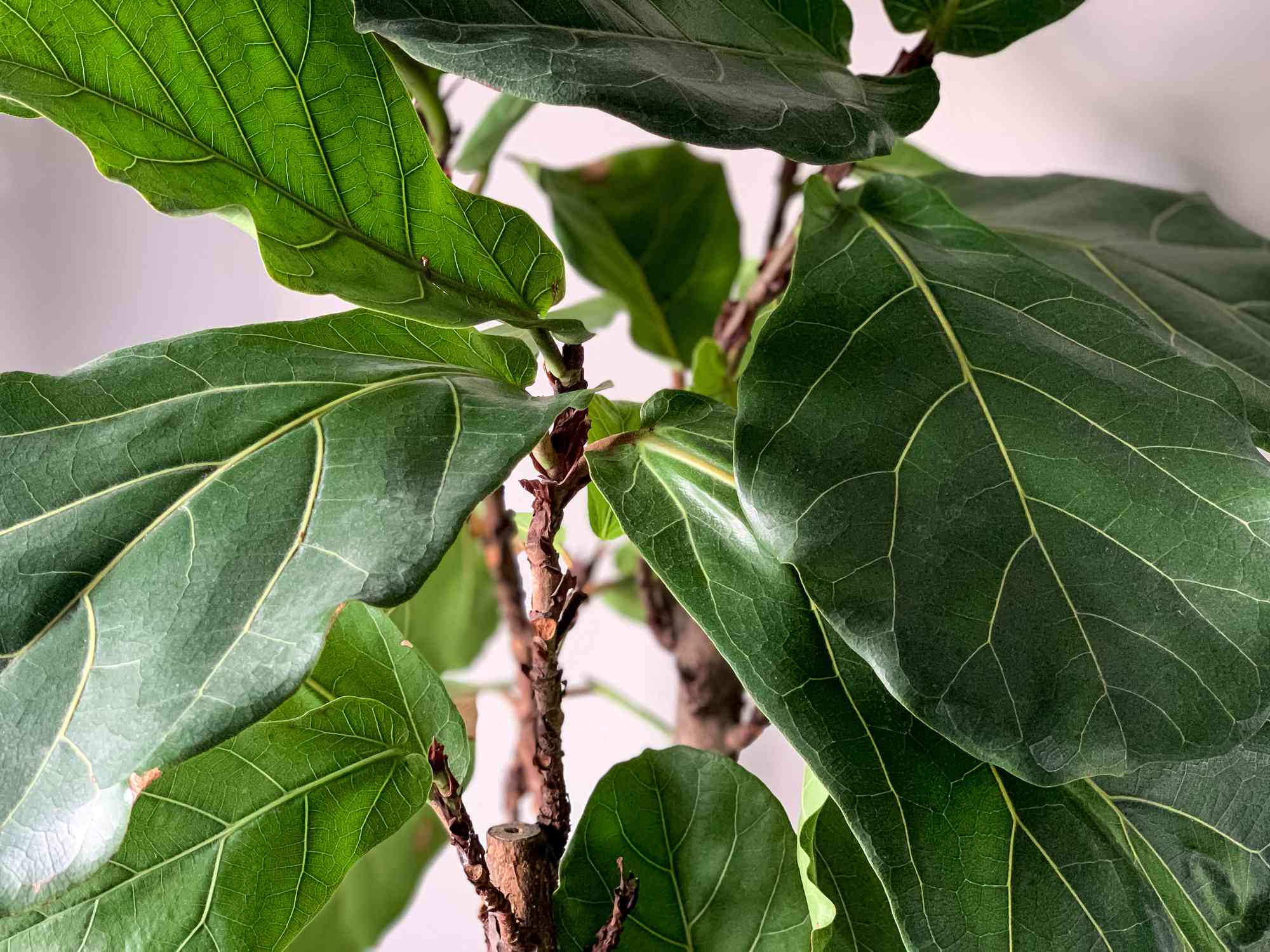 What to Do If Your Fiddle-Leaf Fig Is Dropping Leaves