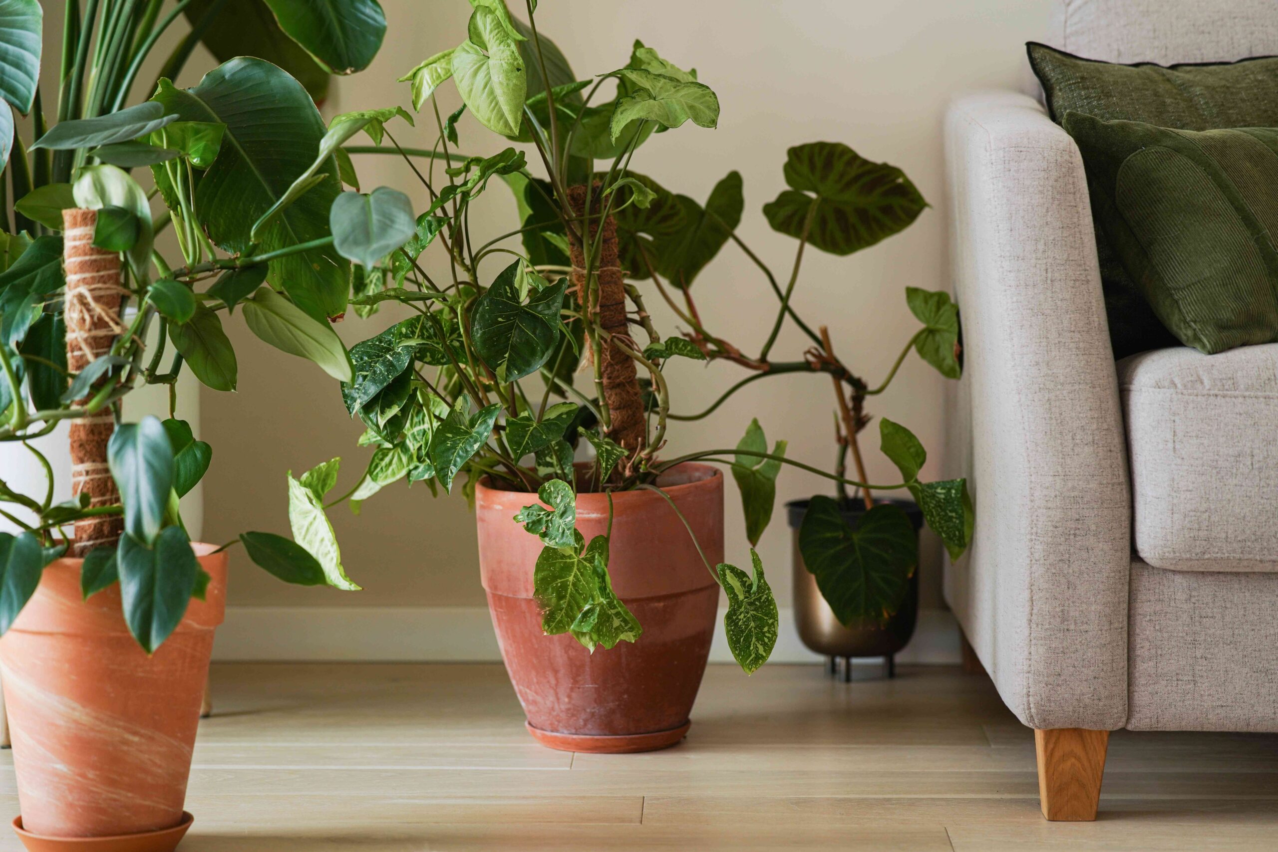 4 Vegetation You Should Under no circumstances Plant in a Terracotta Pot, Execs Say