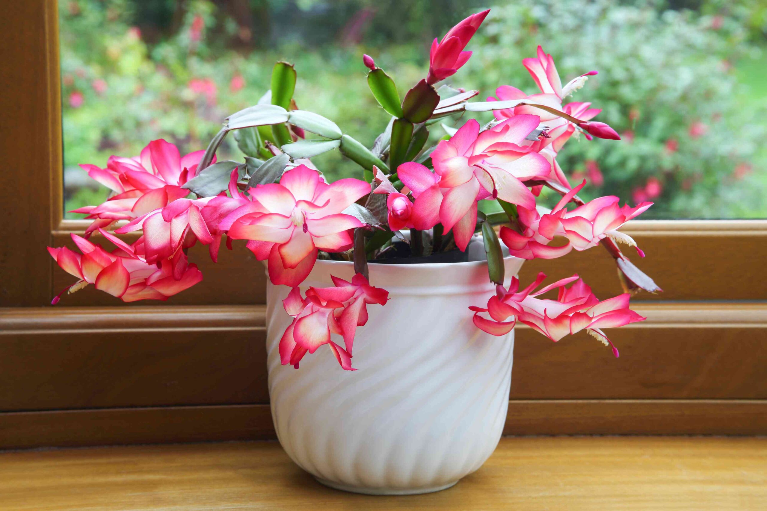 How Often Must You Fertilize Christmas Cactus?