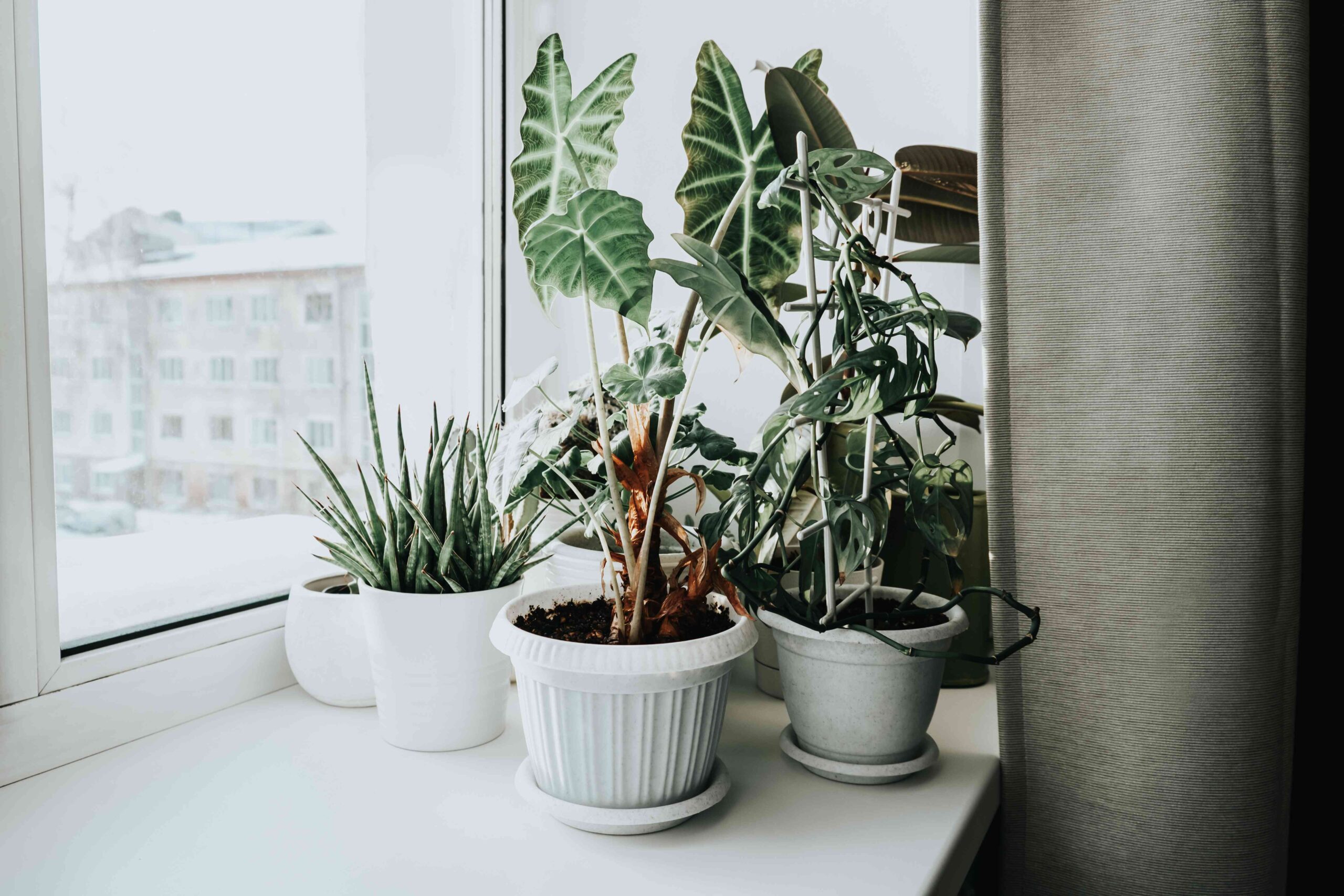 7 Strategies to Protect Your Indoor Vegetation Warmth All through Winter, a Gardener Says