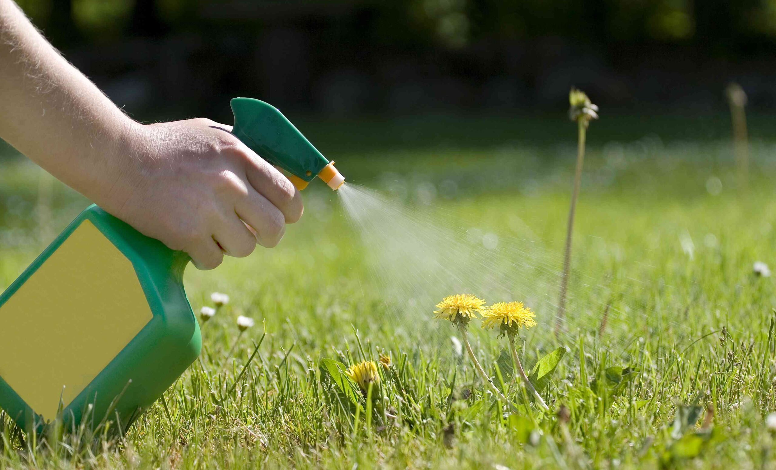 Recommendations on how you can Kill Weeds With Salt