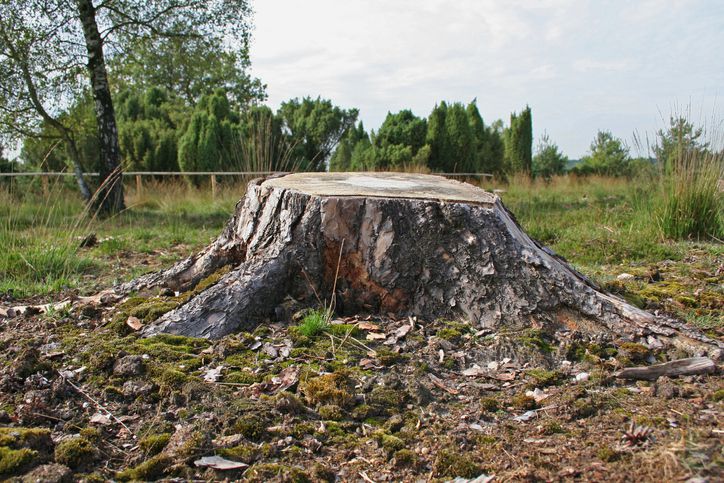 Discover ways to Use a Stump Grinder to Get Rid of Stubborn Tree Stumps