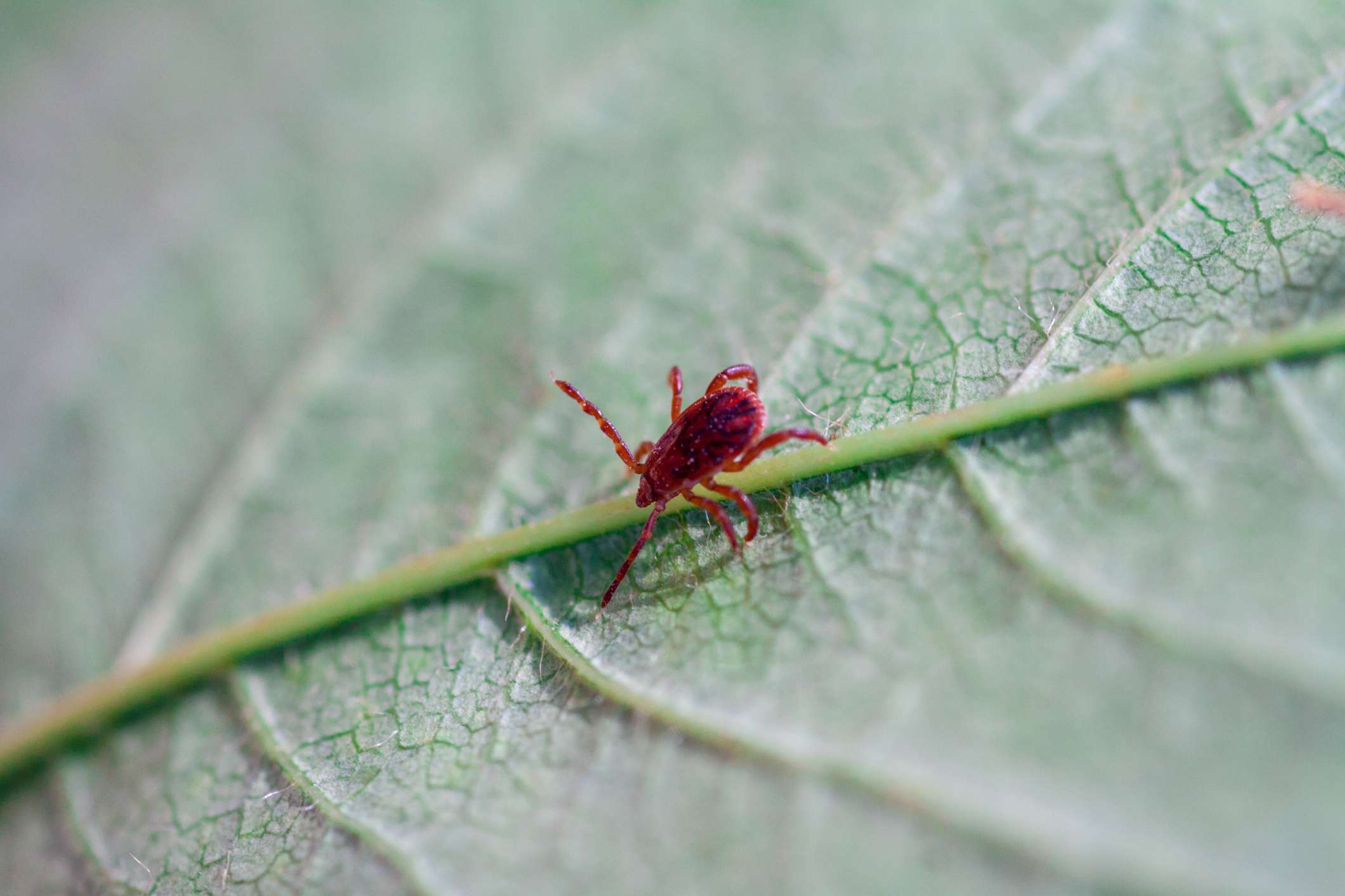 The best way to Get Rid of Chiggers on Pores and pores and skin, In or Spherical Dwelling