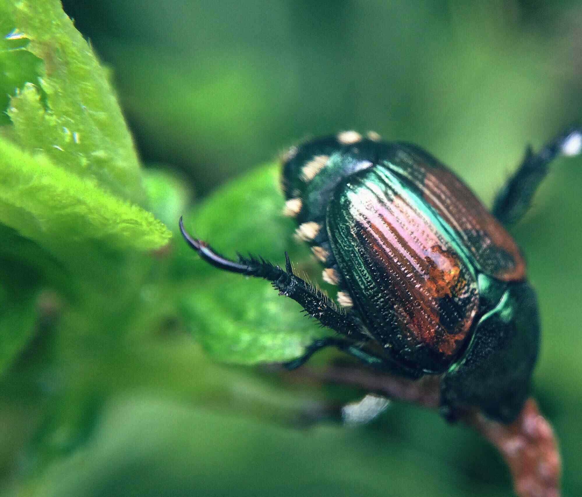 How one can Administration Japanese Beetles in Your Backyard and Yard