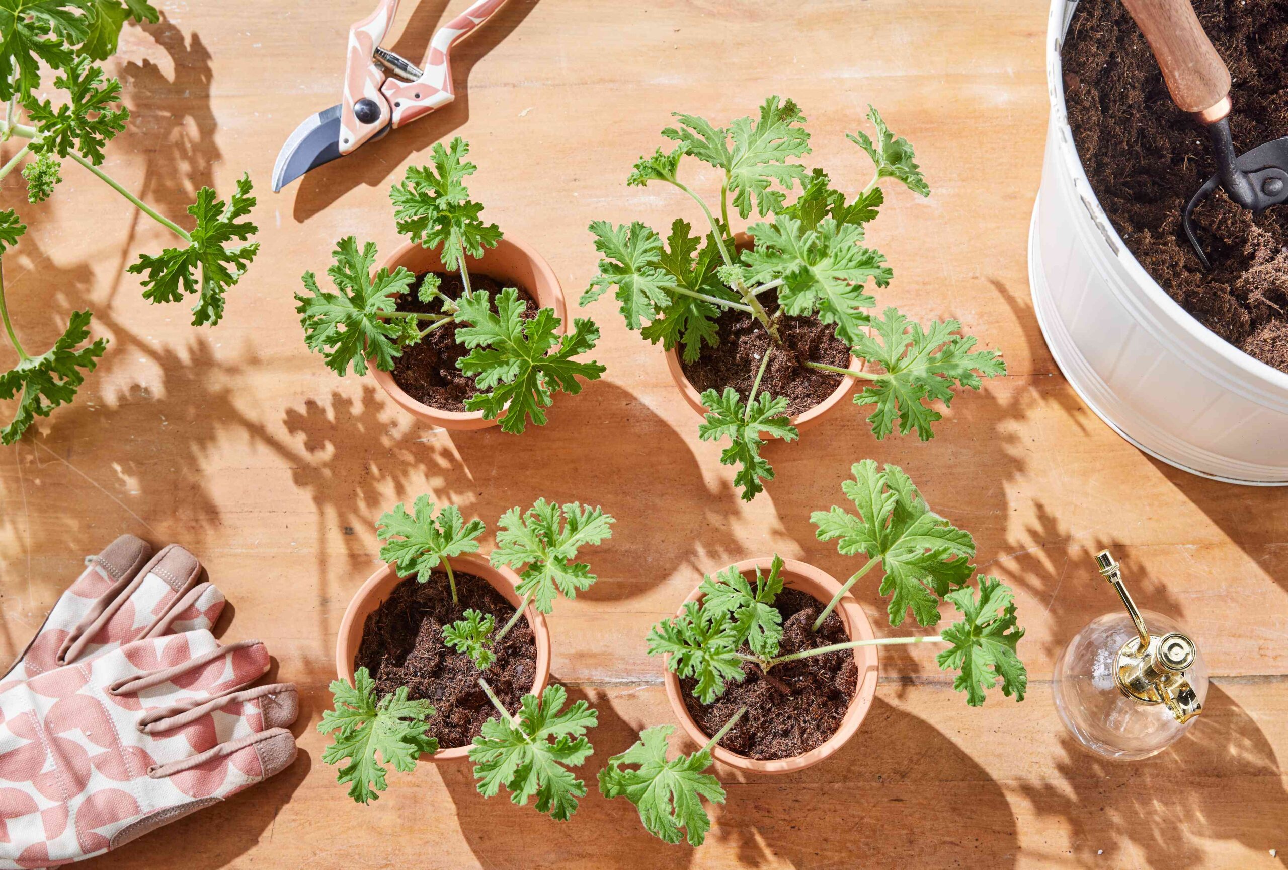 Strategies to Propagate Geraniums Effectively for Even Further Blooms