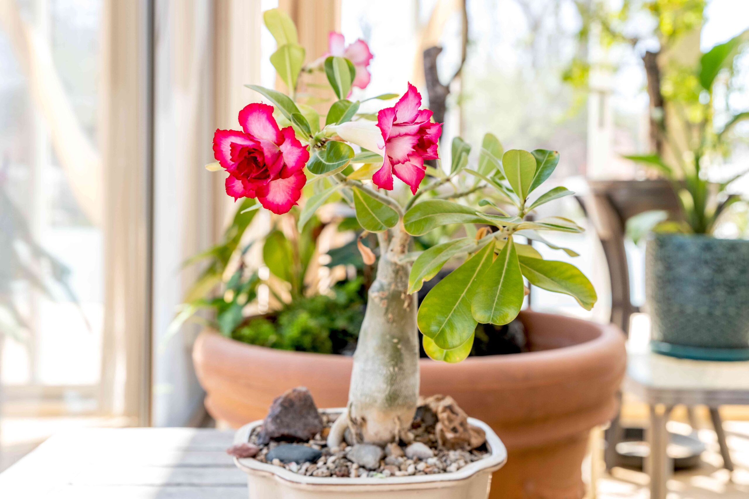 Strategies to Develop and Handle Desert Rose