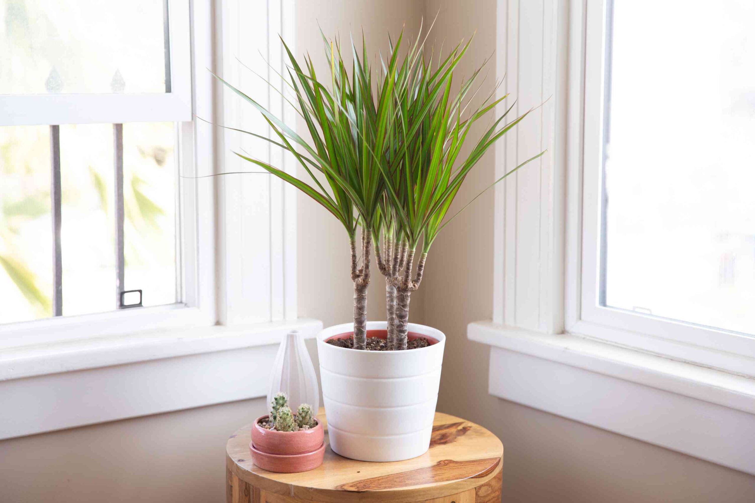 7 Causes Why Your Dracaena Has Brown Leaves and The way in which to Restore It