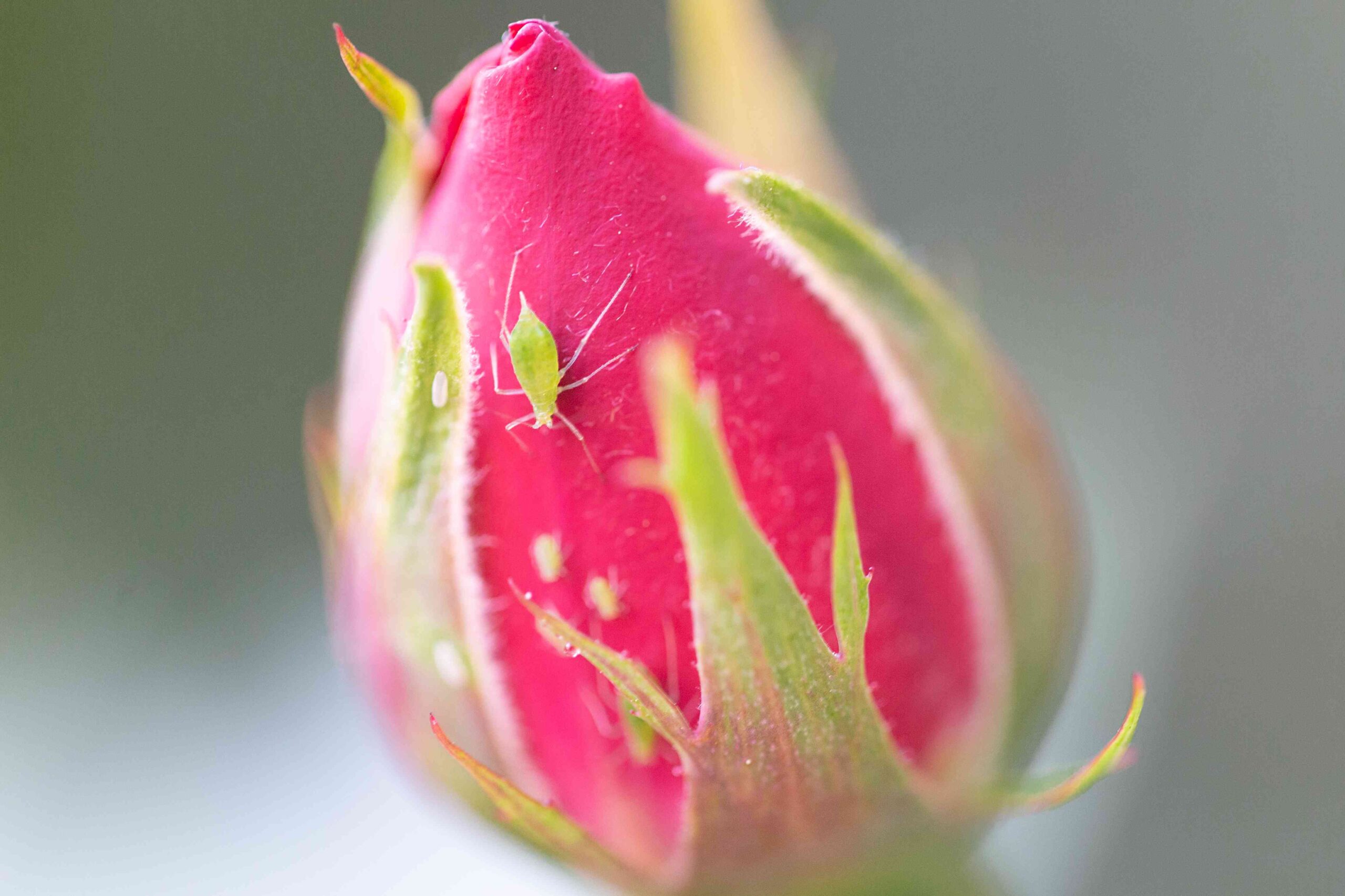 How one can Make Hand-crafted Sprays for Combating Aphids