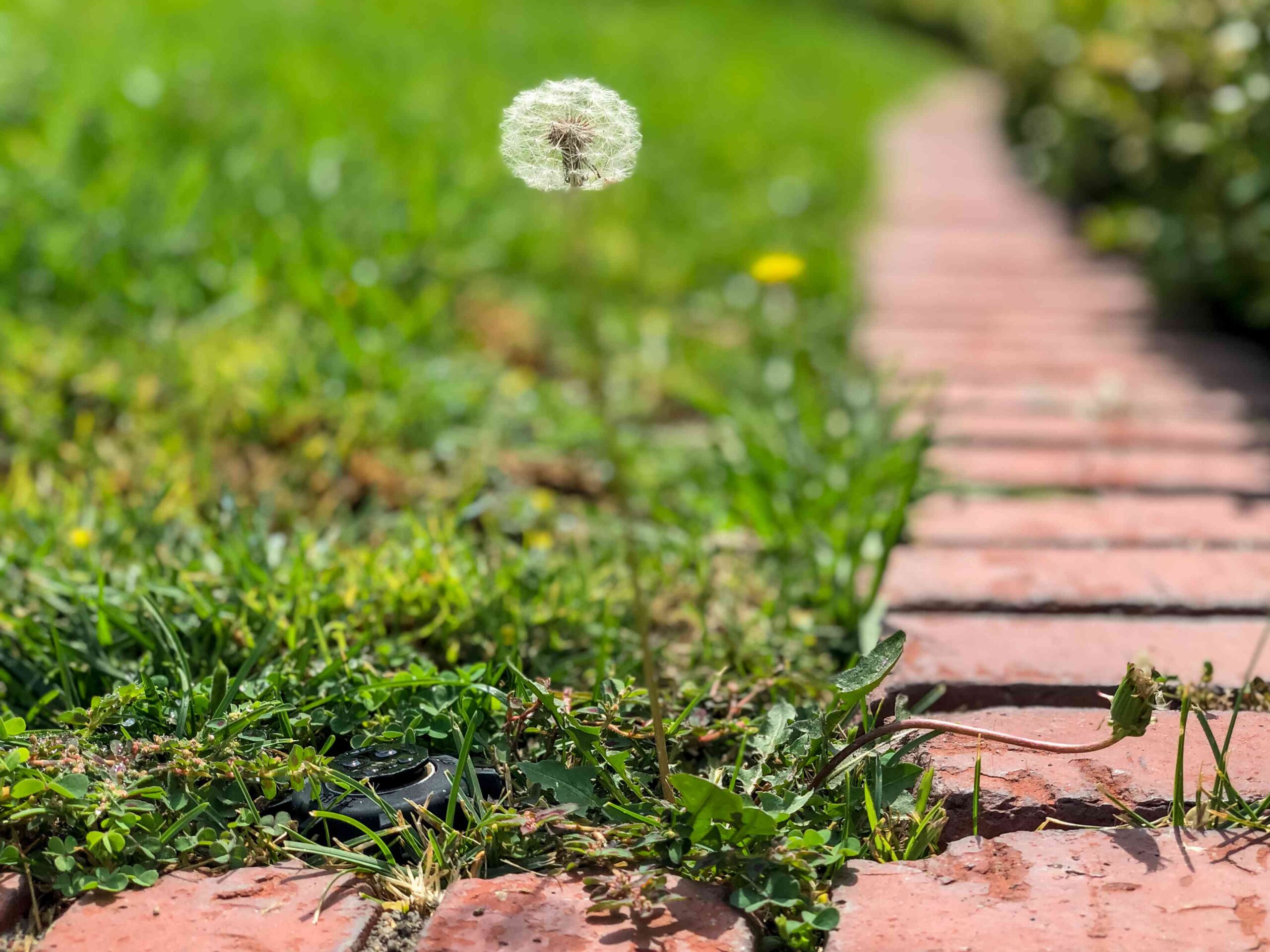 The suitable technique to Take away Dandelions From Your Yard