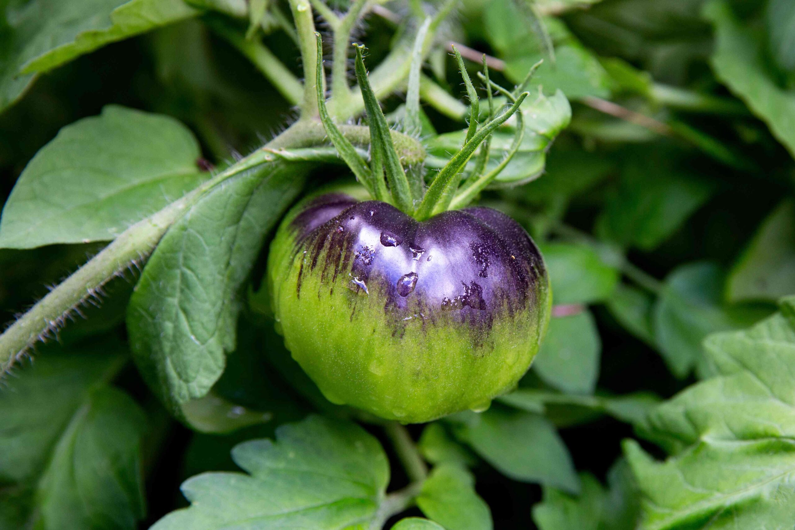 How one can Ripen Inexperienced Tomatoes