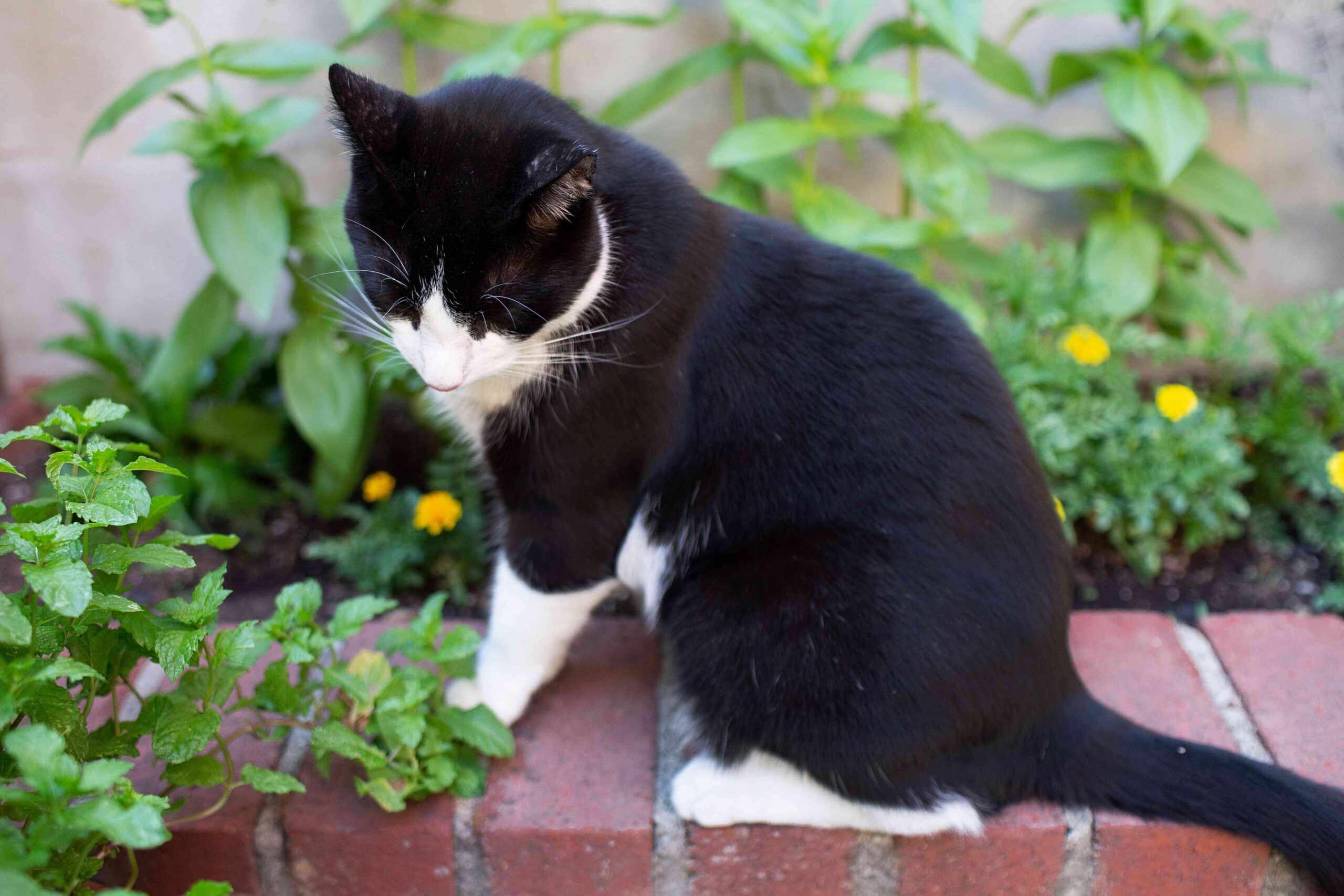 Tips about tips on how to Preserve Cats Out of Flower Beds the Non-Toxic Technique