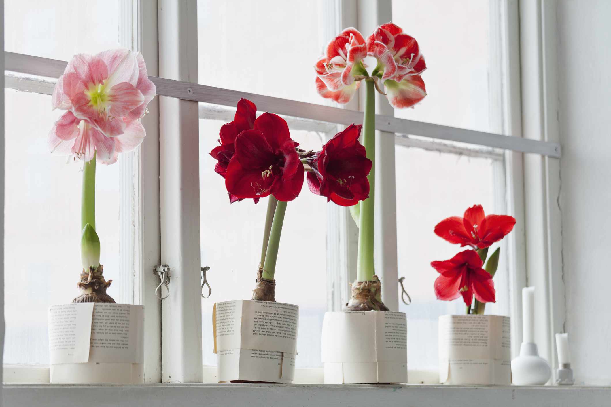 Simple strategies to Get Amaryllis to Rebloom Yr After Yr