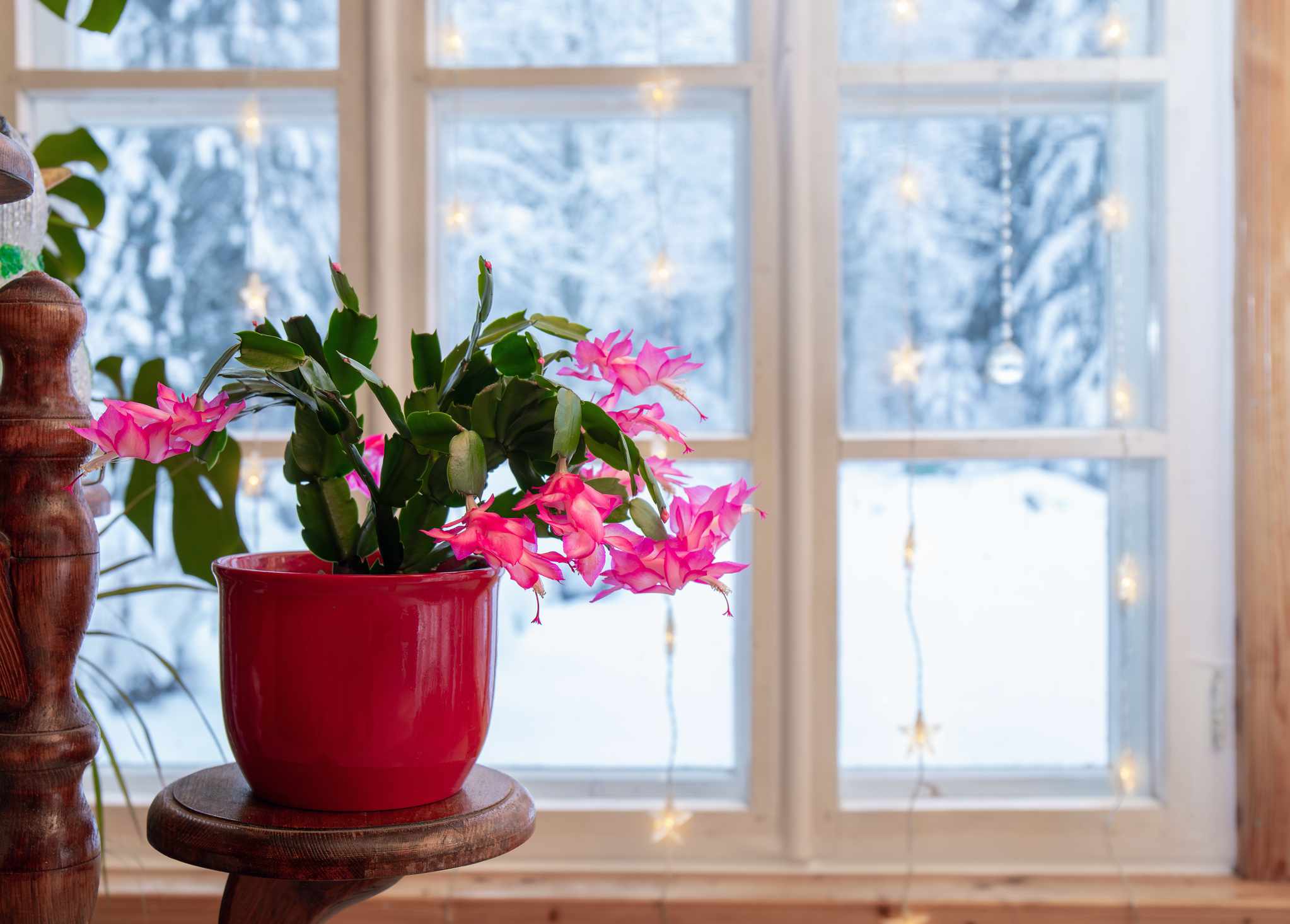 Prickly Pear vs. Christmas Cactus: What’s the Distinction?