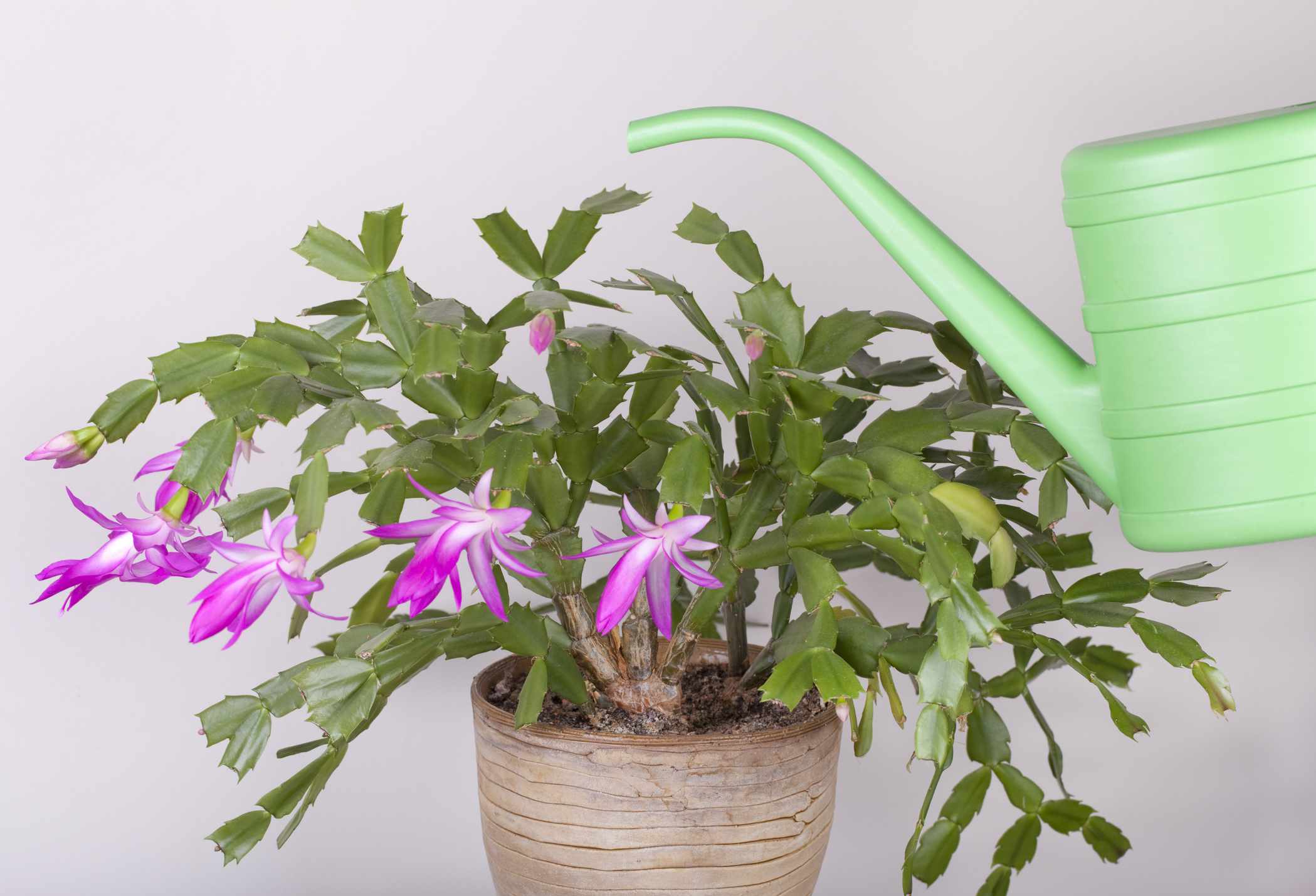 How Often Should You Water Your Christmas Cactus?