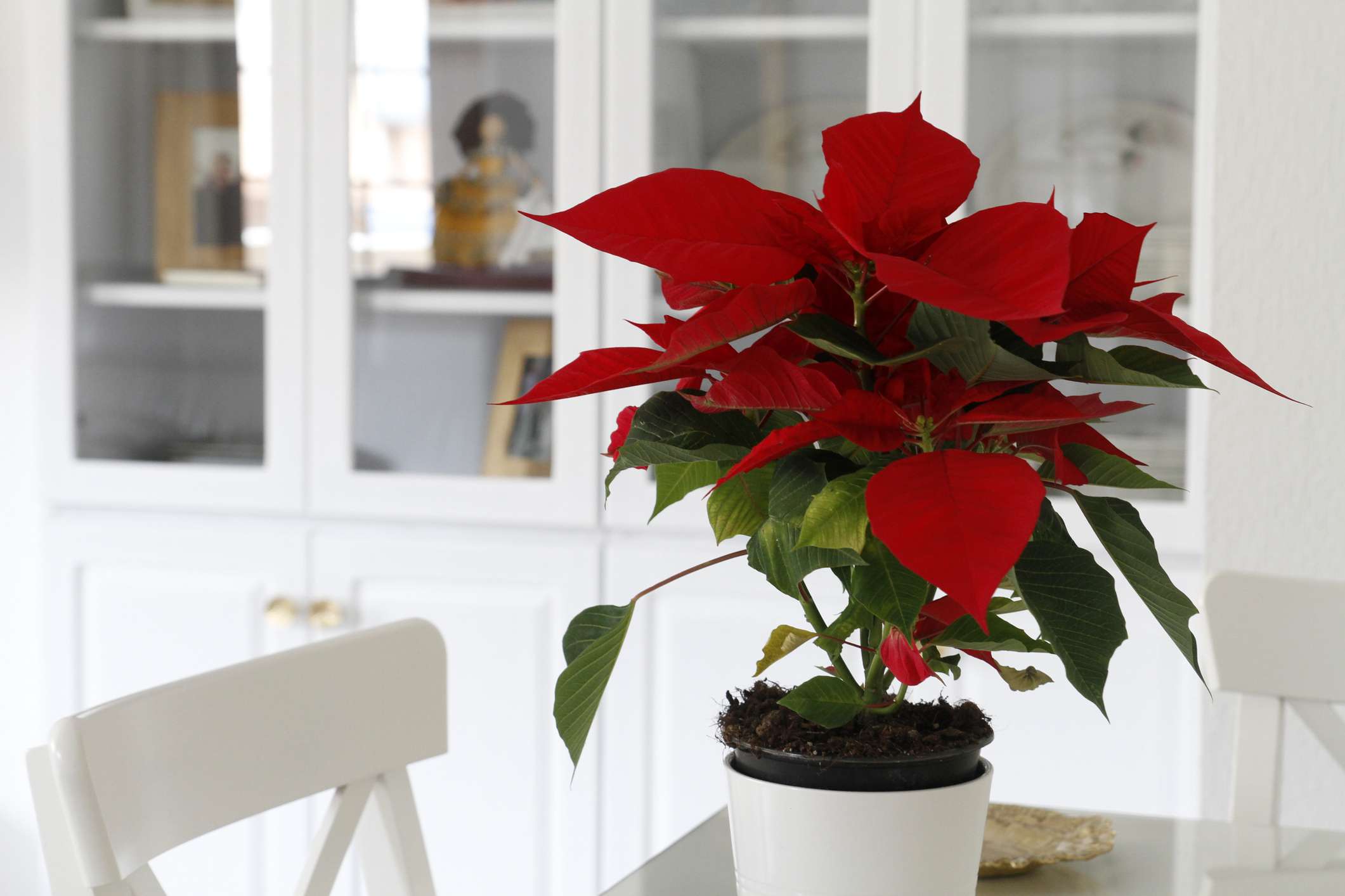 Are Poinsettias Poisonous?