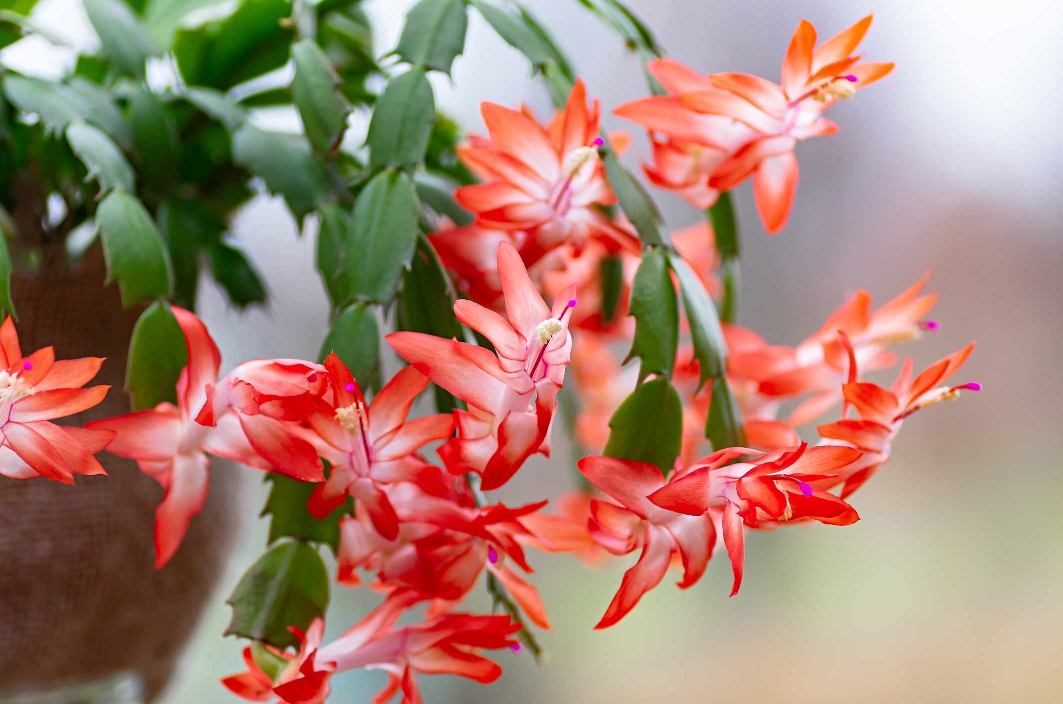 Learn to Prune a Christmas Cactus Like a Skilled Gardener