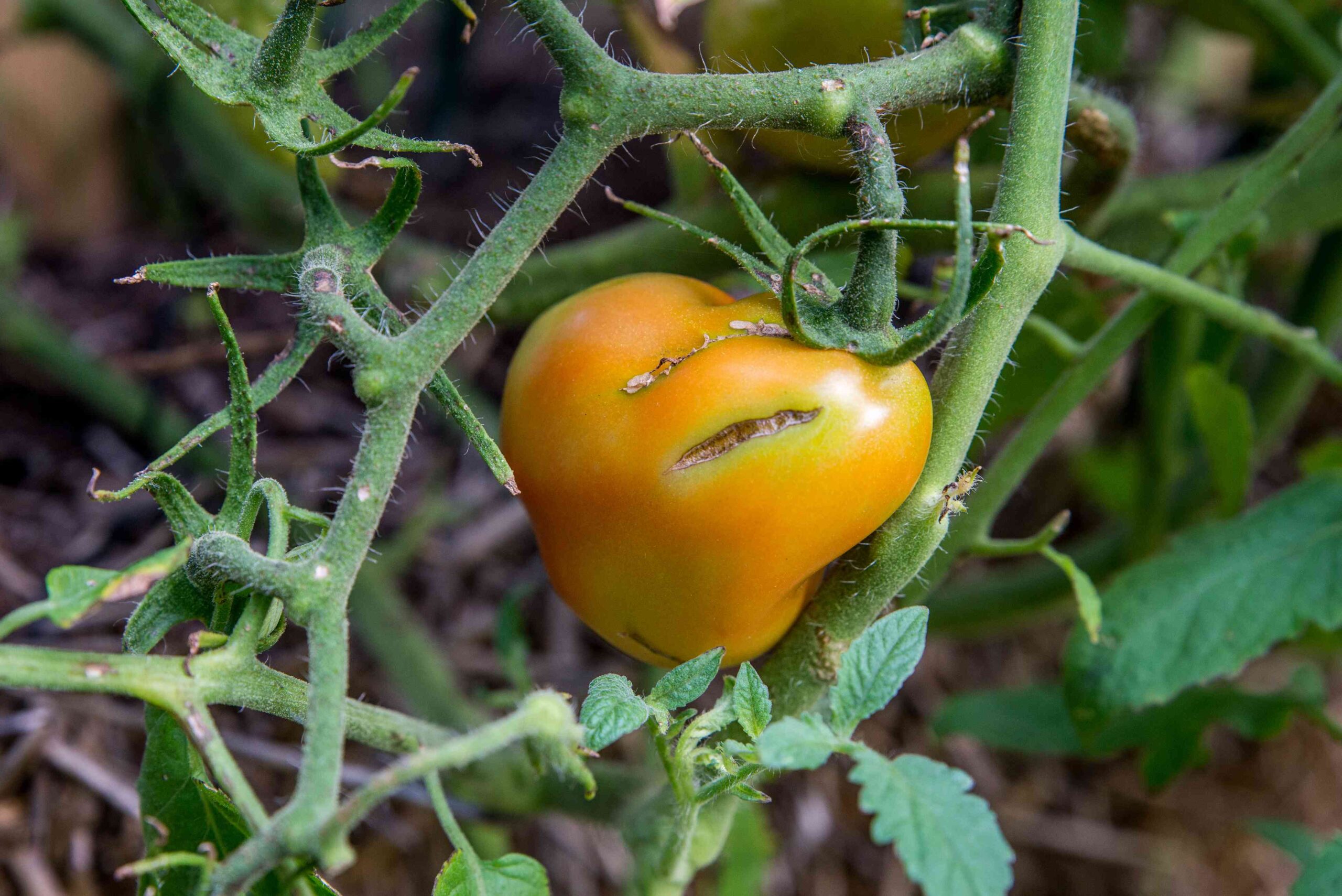 Why Tomatoes Minimize up and 7 Straightforward Strategies to Forestall It